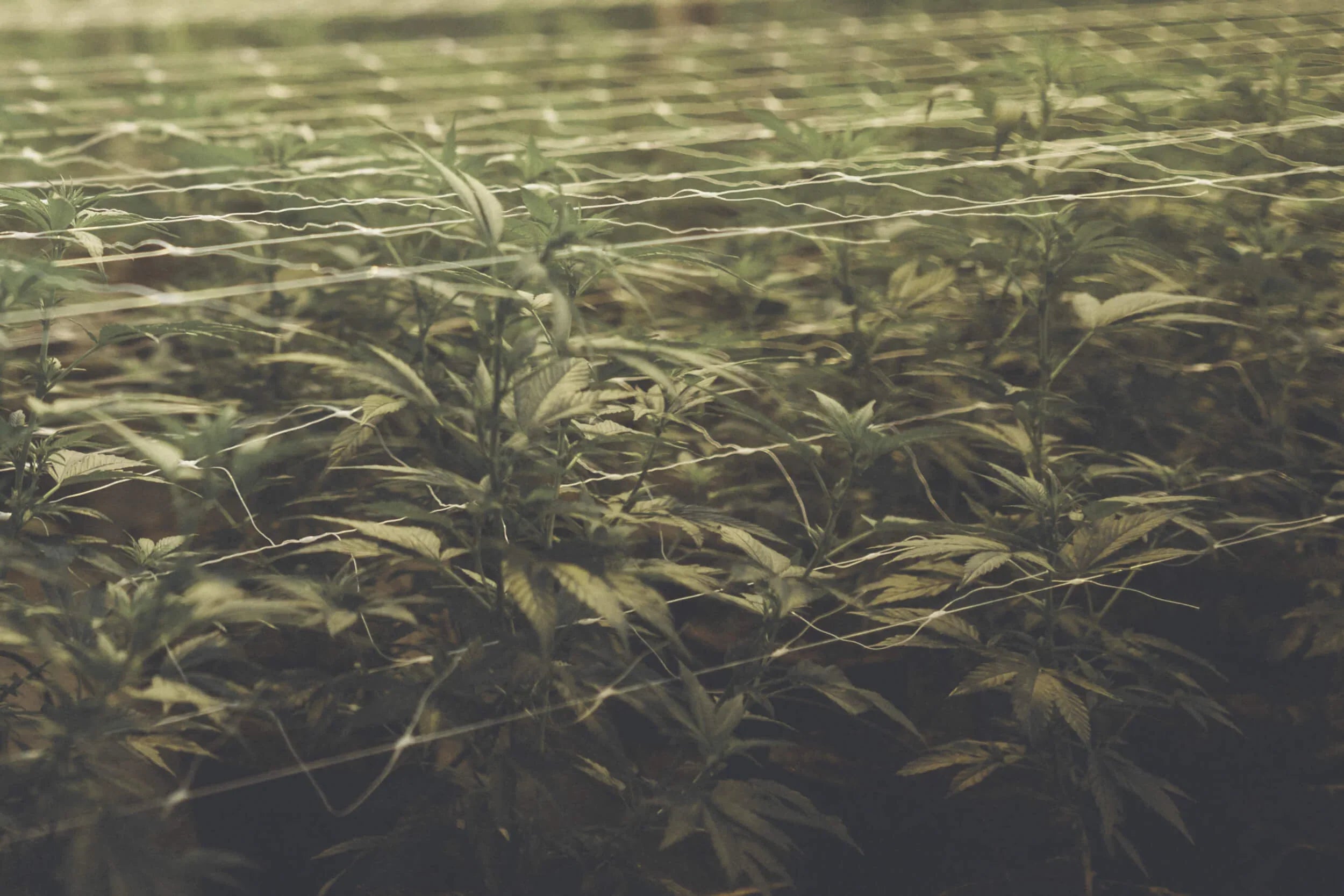 Alles Hanf oder doch nicht? Was wir über CBD wissen!